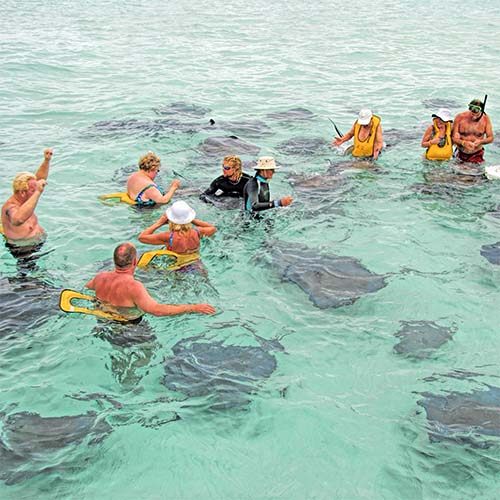 Stingrays