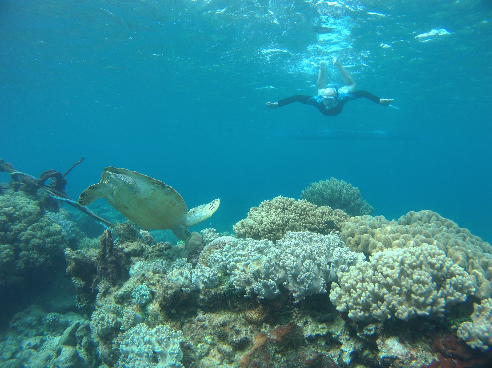 Snorkeler swimming above a sea turtle
